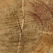 Holz